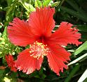 Hibiscus Red Single 